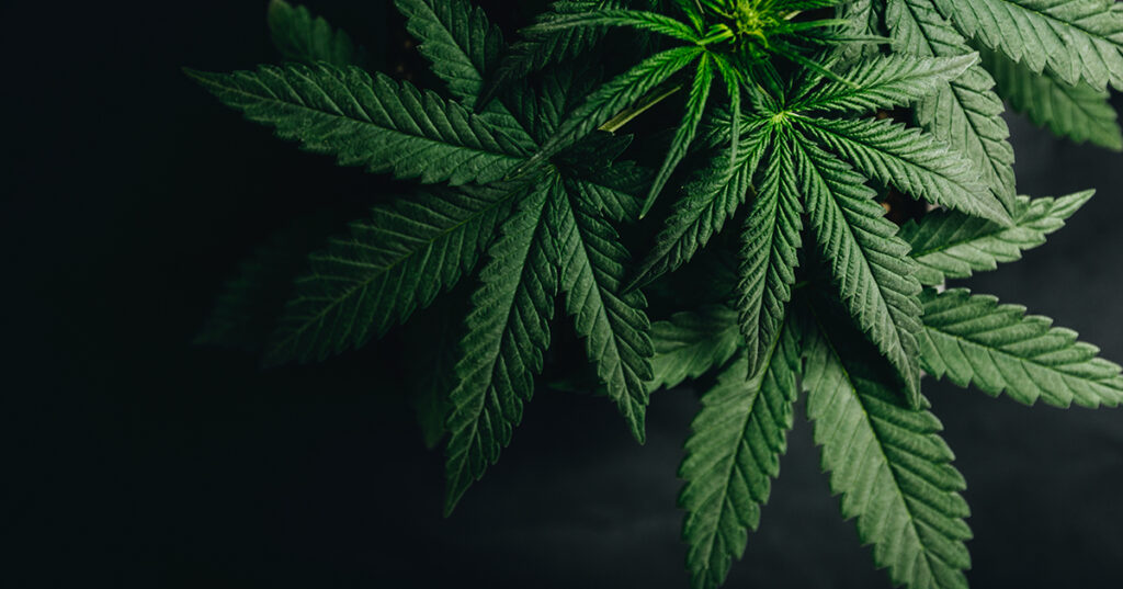 marijuana leaves cannabis plants a beautiful background